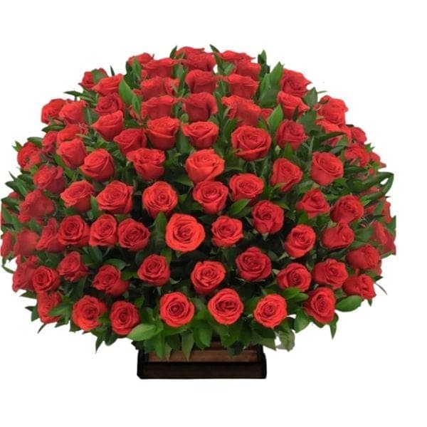 Pompon Rojo